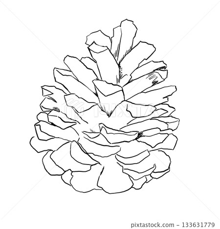 Simple illustration of a line drawing pine cone 133631779