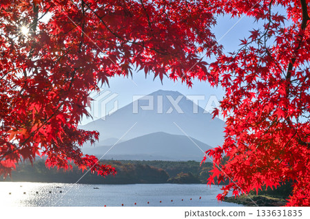 Mount Fuji seen from Lake Shojiko with its beautiful autumn foliage Mount Fuji seen from Lake Shojiko with its beautiful autumn foliage 133631835
