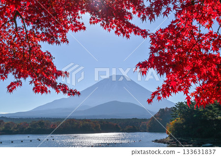 Mount Fuji seen from Lake Shojiko with its beautiful autumn foliage Mount Fuji seen from Lake Shojiko with its beautiful autumn foliage 133631837