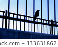 藍天白雲，一隻烏鴉的輪廓站在鐵柵欄上。 133631862