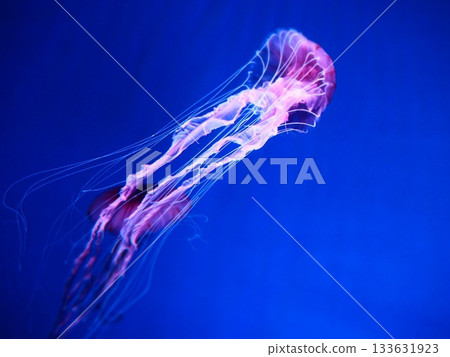 lighted up jellyfish 133631923