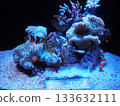 Underwater fish 133632111