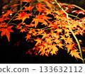 Maple leaves colored red 133632112