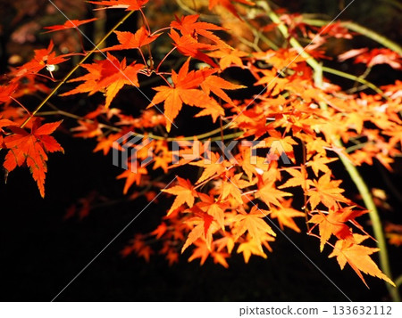 Maple leaves colored red Maple leaves colored red 133632112
