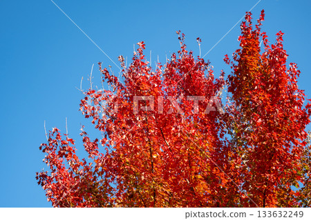 Red maple leaves shining against the blue sky 133632249