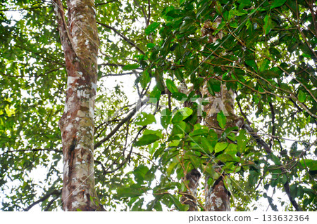 A close-up photo of a frankincense tree. The frankincense tree produces frankincense resin. The frankincense tree is native to Indonesia. Frankincense resin is used for mystical, medicinal, and cosmet 133632364
