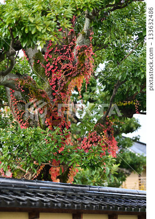Kanazawa Nagamachi Samurai Residence Ruins in late autumn 133632486
