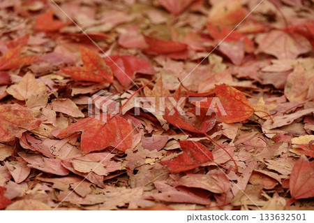 落葉如毯 133632501