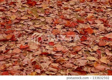 鋪滿落葉的地毯 鋪滿落葉的地毯 133632502