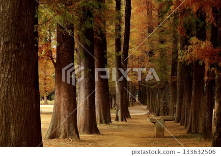 埼玉縣別生沼公園,秋葉映襯著兩旁的杉樹小徑。 埼玉縣別生沼公園,秋葉映襯著兩旁的杉樹小徑。 133632506