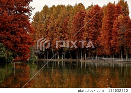 公園池塘倒映著秋日森林的樹葉－別所沼公園，埼玉縣 133632510