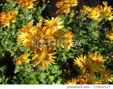 小島花園的橙花 133632527