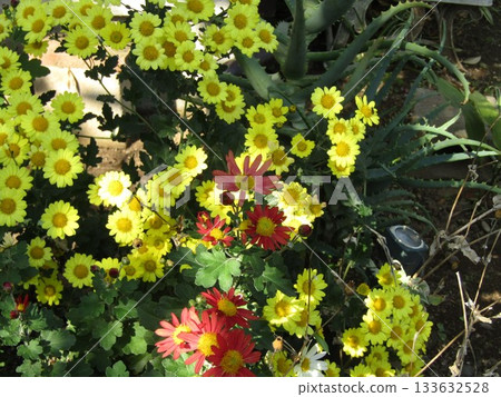 小島花卉協會花園的黃色菊花 133632528