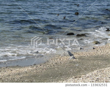 Winter migratory birds, the Wigeon, swim towards the shore of Kemigawahama 133632531