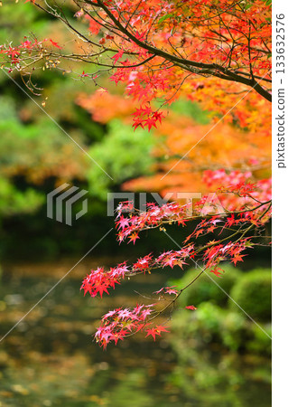 大山神社的深秋 133632576
