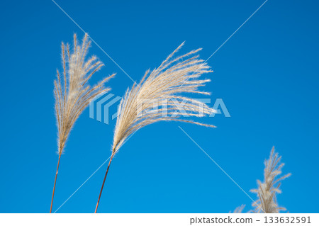 藍天下銀色草地的特寫 a-1 133632591