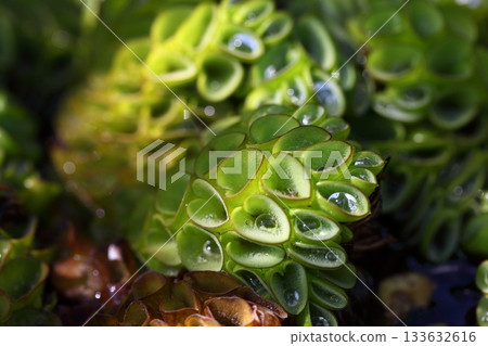 Giant salvinia and raindrops 133632616