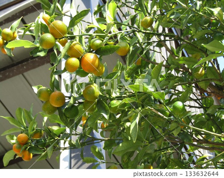 成熟的小mikan是金橘 133632644