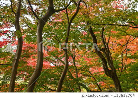 金澤城公園，秋葉美麗 133632704