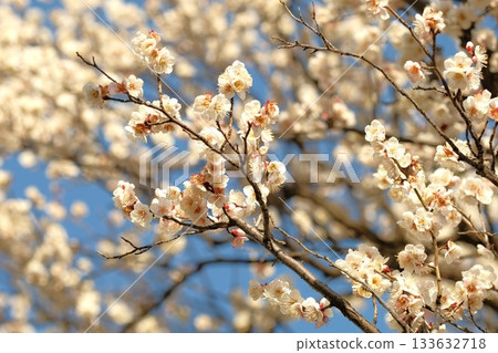 White plum blossoms against the blue sky White plum blossoms against the blue sky 133632718