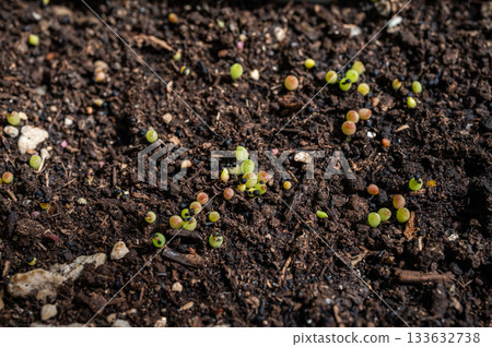 Young Hamato Cactus while growing from seed. Seedlings are very small and grow fairly slowly. Young Hamato Cactus while growing from seed. Seedlings are very small and grow fairly slowly. 133632738