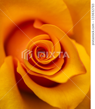 Close up of Halloween Rose blooming. Roses have a classic beauty, complementing traditional and contemporary garden alike. Close up of Halloween Rose blooming. Roses have a classic beauty, complementing traditional and contemporary garden alike. 133632783