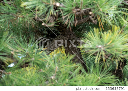 black pine, pinetree, botanic 133632791