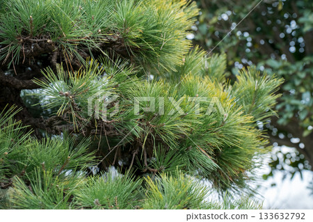 black pine, pinetree, botanic 133632792