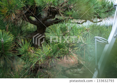 black pine, pinetree, garden 133632793