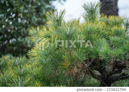 松樹 葉子 葉 133632794