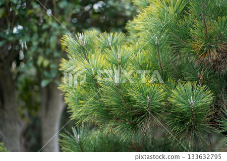 black pine, pinetree, foliage 133632795