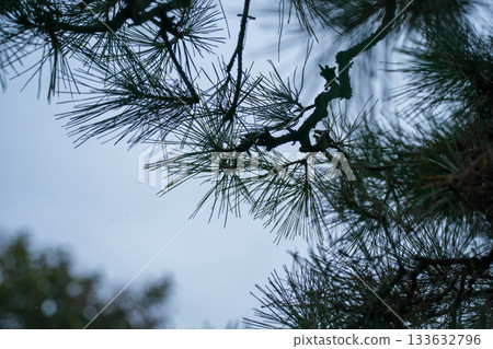 南歐黑松 松樹 樹木 133632796