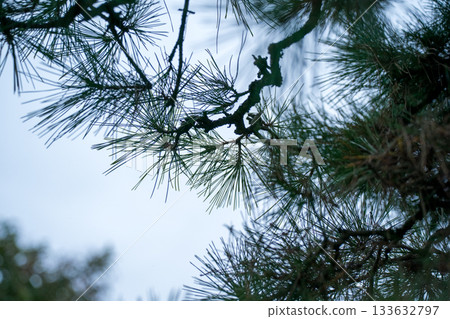 南歐黑松 松樹 樹木 133632797