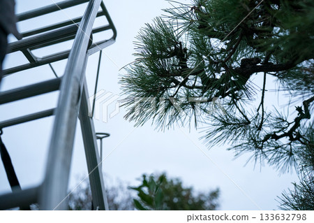 修剪 松樹 樹木 133632798