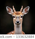 Young deer portrait fawn antlered cute curious gentle natural look wildlif 133632884