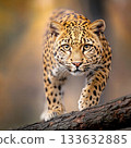 Golden leopard stalking on tree branch, intense gaze and natural light creating dramatic wildlife emotion 133632885