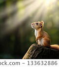 Young red squirrel on mossy log in sunlight, natural look, high resolution, natural light, serene woodland moment 133632886
