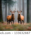 Young deer stag in misty forest standing side by side with calm expression in soft natural light, autumn mood and serene atmosphere 133632887