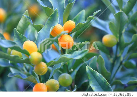 Unripe and ripe kumquats Unripe and ripe kumquats 133632893