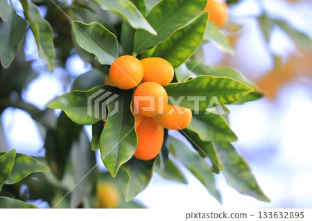 Unripe and ripe kumquats 133632895