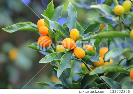 未成熟的金橘和成熟的金橘 133632896