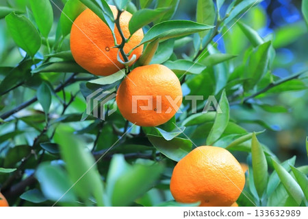 Mandarin oranges that have reached the harvest season Mandarin oranges that have reached the harvest season 133632989