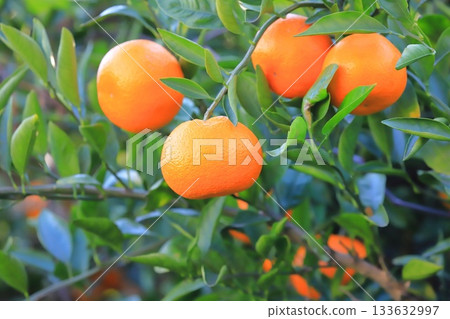 Mandarin oranges that have reached the harvest season Mandarin oranges that have reached the harvest season 133632997