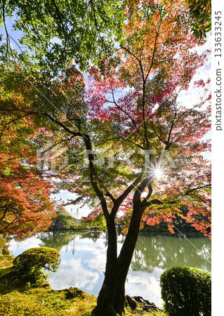 Kenrokuen in late autumn with beautiful autumn leaves 133633245