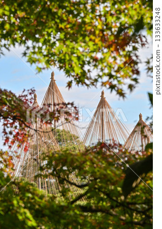 深秋的兼六園，紅葉美麗 133633248