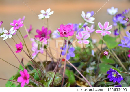 Snowgrass flower Snowgrass flower 133633493