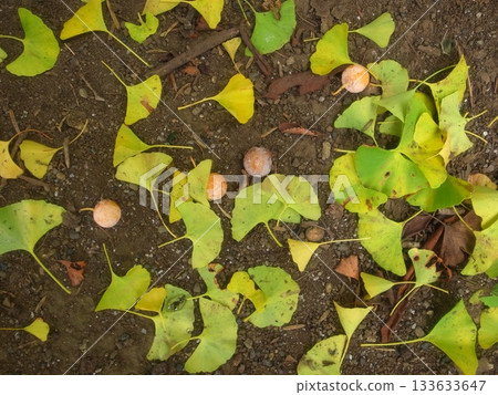 Ginkgo nuts 133633647