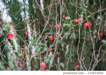 kuro紅色花 133633682