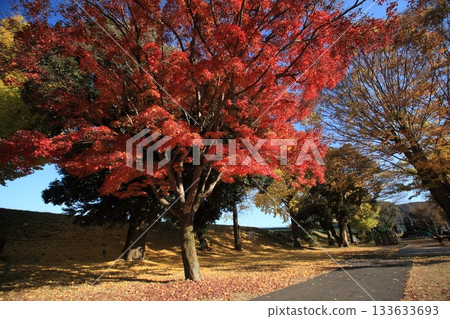 鮮紅的秋葉 133633693