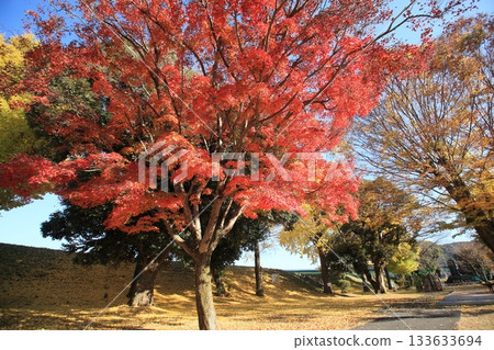 Autumn leaves maple tree Autumn leaves maple tree 133633694